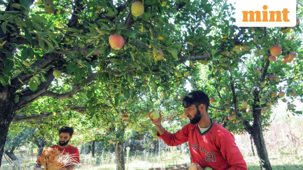 Kashmir’s Orchard Gamble: Climate Change, Economic Precarity, and the Quest for Resilient Crop Insurance