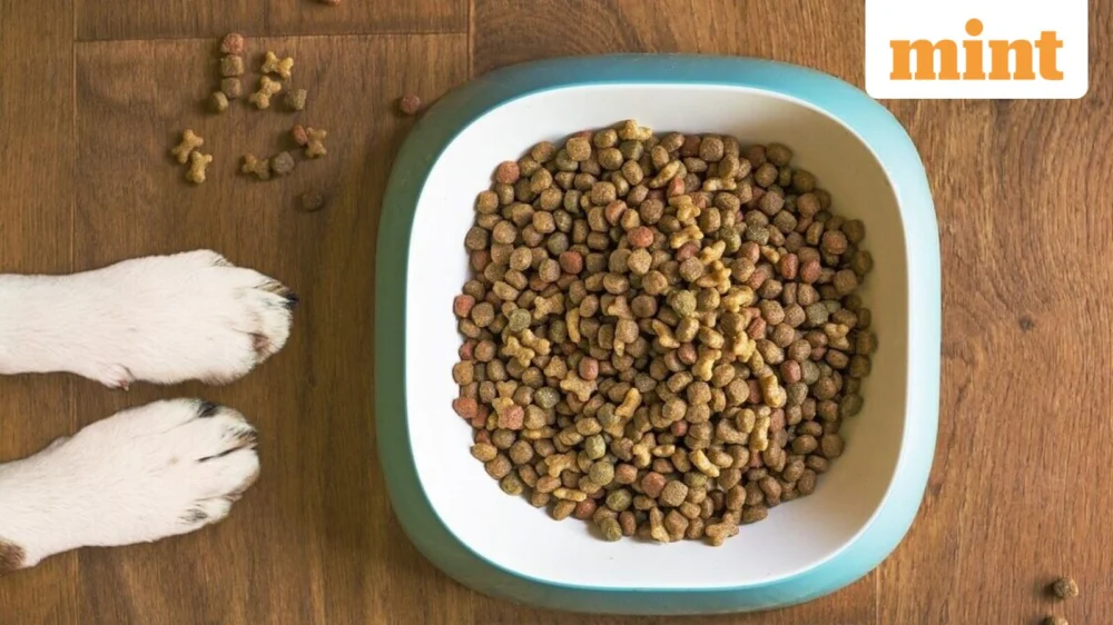 The Canine Conundrum: How D2C Pet Brands Are Forging Subscription Loyalty Against FMCG Behemoths