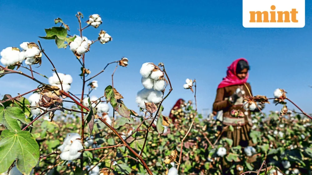 WTO at a Crossroads: The Battle for Cotton’s Future Amidst Global Trade Reform