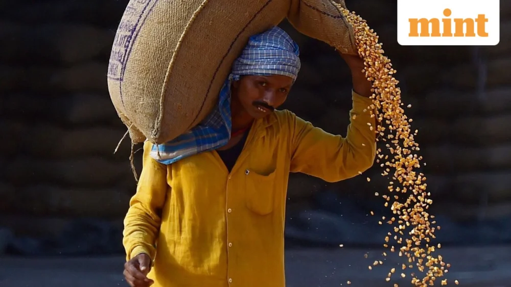 The Distillers’ Dilemma: India’s GM Feed Imports Unpack a Complex Agricultural Future