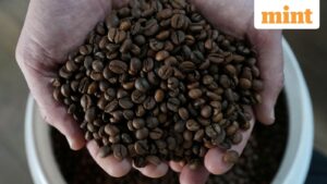 Beyond the Leaf and Bean: India’s Premium Coffee and Tea Carve Niche in Global Markets