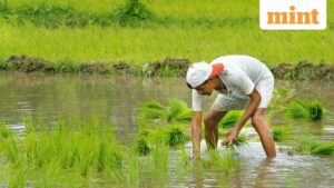 India’s Green Grain Gambit: Unlocking the Full Potential of Direct Seeded Rice for Sustainable Agriculture