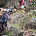 From Forest Floor to Farm: Kashmir’s Prized Gucchi Mushroom Poised for Cultivated Future