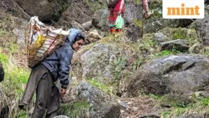 From Forest Floor to Farm: Kashmir’s Prized Gucchi Mushroom Poised for Cultivated Future