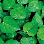 Amazonian Sap Offers New Hope for Patients Facing Devastating Intestinal Failure Conditions