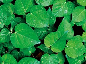 Amazonian Sap Offers New Hope for Patients Facing Devastating Intestinal Failure Conditions
