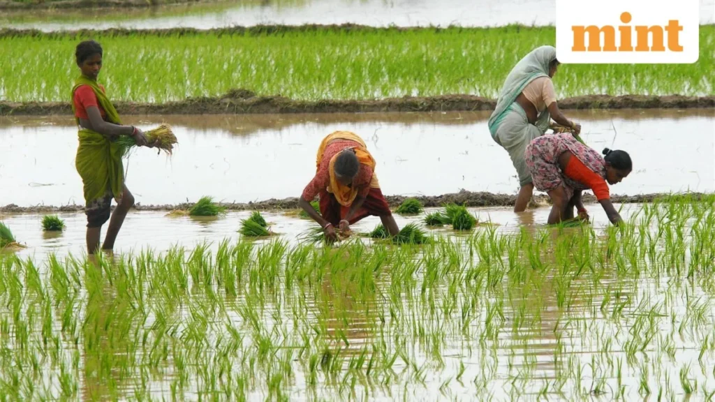 India’s Strategic Fertilizer Reserves Shield Agriculture Amidst Geopolitical Volatility and Global Supply Shocks