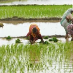 India’s Strategic Fertilizer Reserves Shield Agriculture Amidst Geopolitical Volatility and Global Supply Shocks