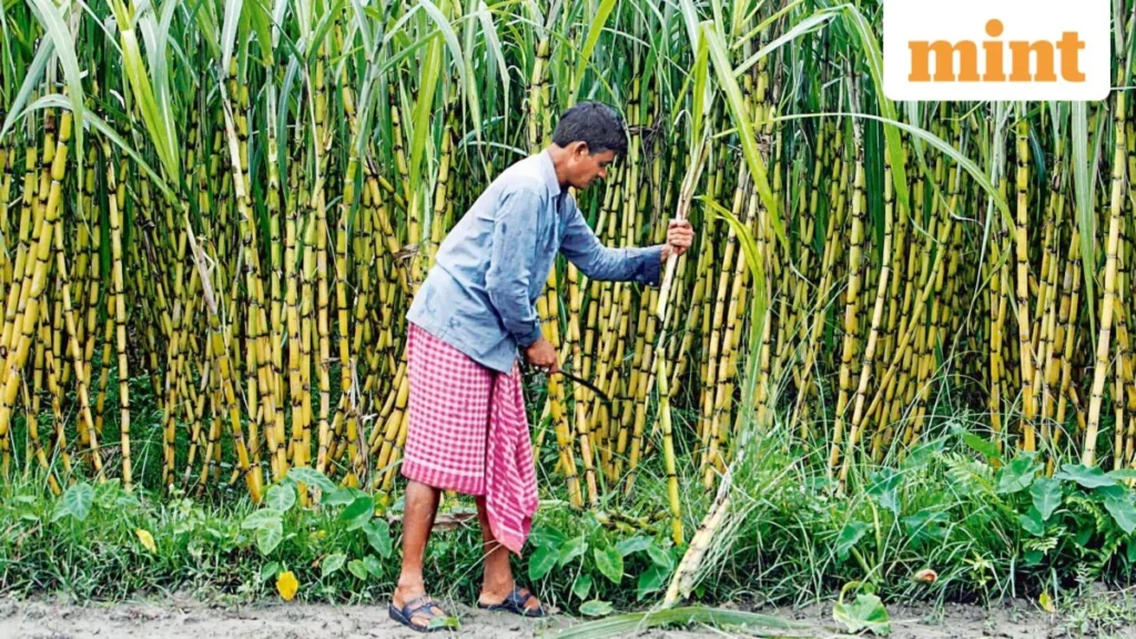 India’s Sugar Sector Undergoes Digital Transformation: Khandsari Units Integrated for Enhanced Transparency and Farmer Equity.