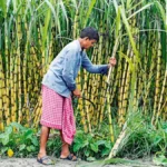 India’s Sugar Sector Undergoes Digital Transformation: Khandsari Units Integrated for Enhanced Transparency and Farmer Equity.