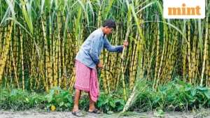 India’s Sugar Sector Undergoes Digital Transformation: Khandsari Units Integrated for Enhanced Transparency and Farmer Equity.