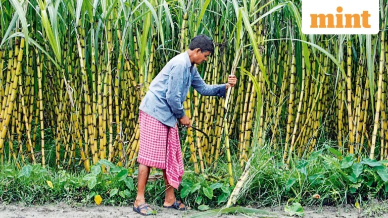 India’s Sugar Sector Undergoes Digital Transformation: Khandsari Units Integrated for Enhanced Transparency and Farmer Equity.