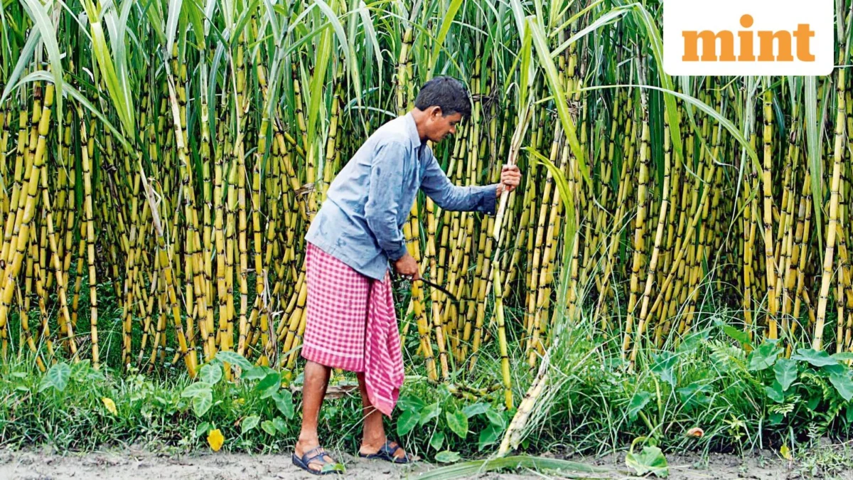 India’s Sugar Sector Undergoes Digital Transformation: Khandsari Units Integrated for Enhanced Transparency and Farmer Equity.