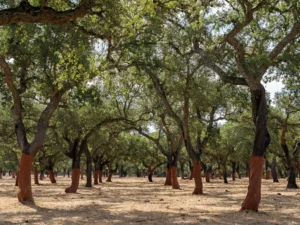 The Enduring Legacy and Evolving Applications of Cork: A Sustainable Material’s Global Ascent