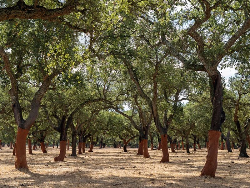 The Enduring Legacy and Evolving Applications of Cork: A Sustainable Material’s Global Ascent