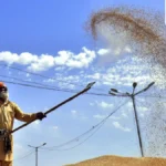Agrarian Anomaly: India’s Kharif Acreage Lags Despite Monsoon Revival, Raising Food Security Stakes