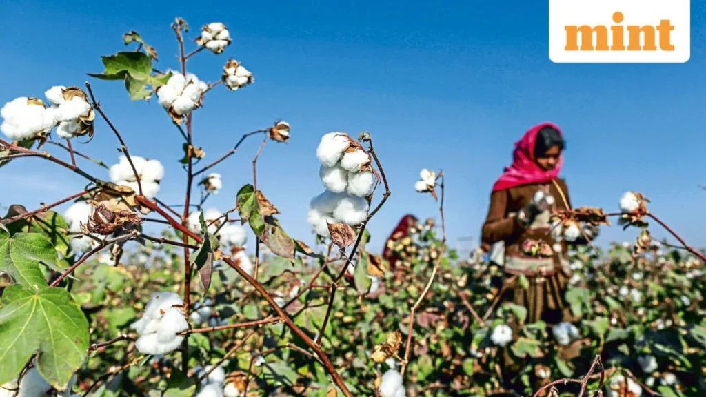 India’s Ambitious Cotton Reset: Prioritizing Productivity to Weave a Global Textile Future.