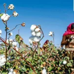 India’s Ambitious Cotton Reset: Prioritizing Productivity to Weave a Global Textile Future.