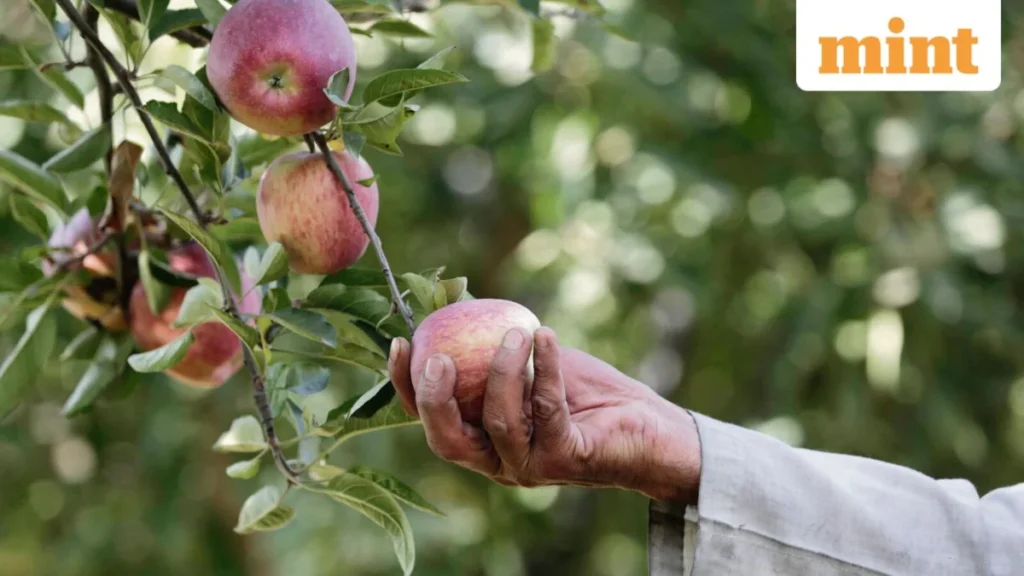 India’s Apple Market Braces for Prolonged Price Surge as Climate Shifts Decimate Himachal Pradesh Harvest