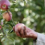 India’s Apple Market Braces for Prolonged Price Surge as Climate Shifts Decimate Himachal Pradesh Harvest