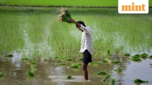 India’s Non-Life Insurance Sector: Beneath the Headline Growth, a Complex Web of Divergent Trends Unfurls