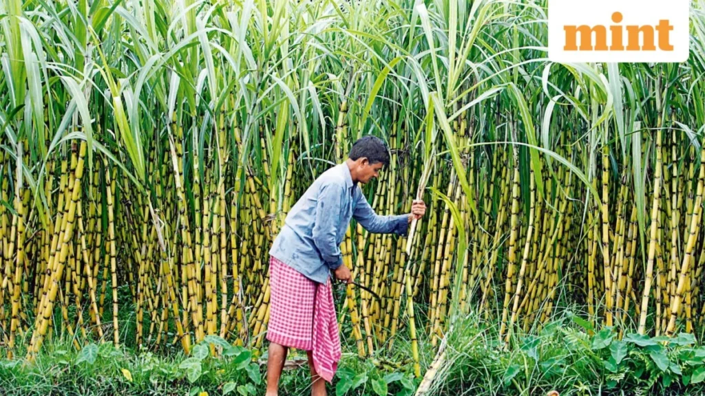 India’s Sugar Mills Seek Early Start to Crushing Season Amidst Inflationary Pressures and Global Market Volatility
