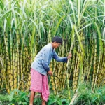 India’s Sugar Mills Seek Early Start to Crushing Season Amidst Inflationary Pressures and Global Market Volatility